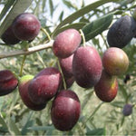 Carica immagine nel visualizzatore Galleria, ULIVO ARBEQUINA - Olea Europaea Arbequina - Ulivo da Olio
