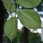 Carica immagine nel visualizzatore Galleria, PIANTA DI ULMUS MINOR IN VASO 18 CM (foto reale) OLMO CAMPESTRE