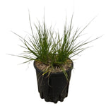 Carica immagine nel visualizzatore Galleria, PENNISETUM ‘HAMELN’ - Pennisetum alopecuroides