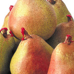 Carica immagine nel visualizzatore Galleria, PERA DECANA DEL COMIZIO - Pyrus communis