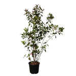 Carica immagine nel visualizzatore Galleria, FOTINIA COMPATTA - Photinia × fraseri