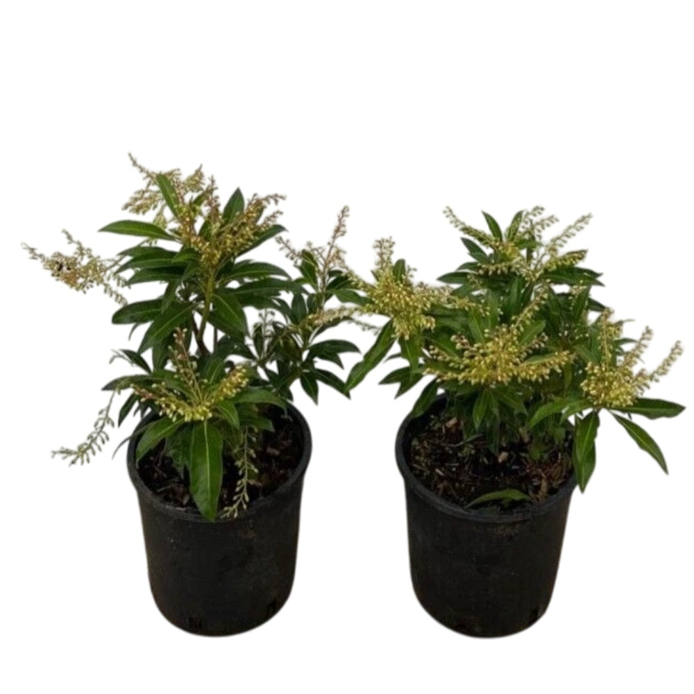 PIERIS -  Pieris japonica