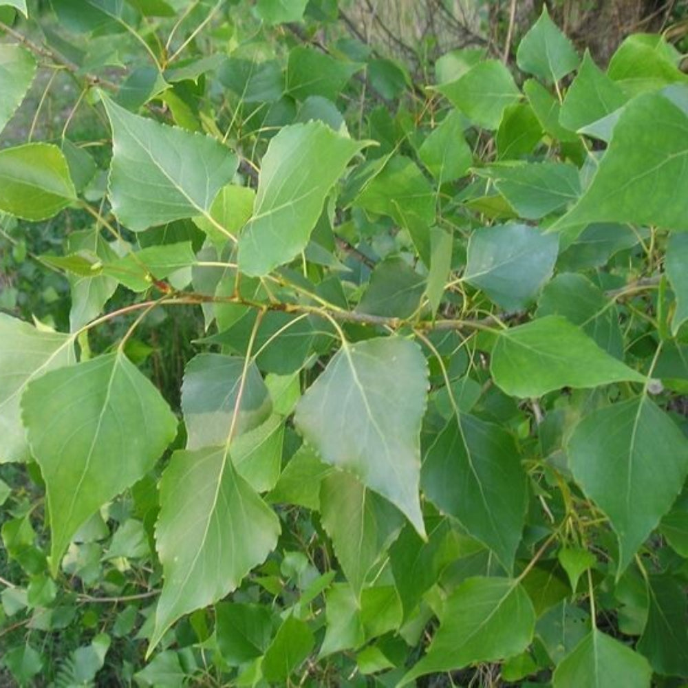 PIANTA DI POPULUS NIGRA IN VASO 18 CM (foto reale) PIOPPO NERO