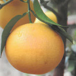Carica immagine nel visualizzatore Galleria, POMPELMO ROSA – Citrus × paradisi
