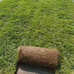 Carica immagine nel visualizzatore Galleria, PRATO INGLESE NATURALE A ROTOLI ( festuca + poa )