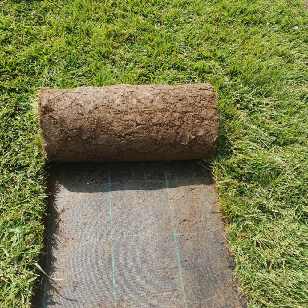 PRATO INGLESE NATURALE A ROTOLI ( festuca + poa )