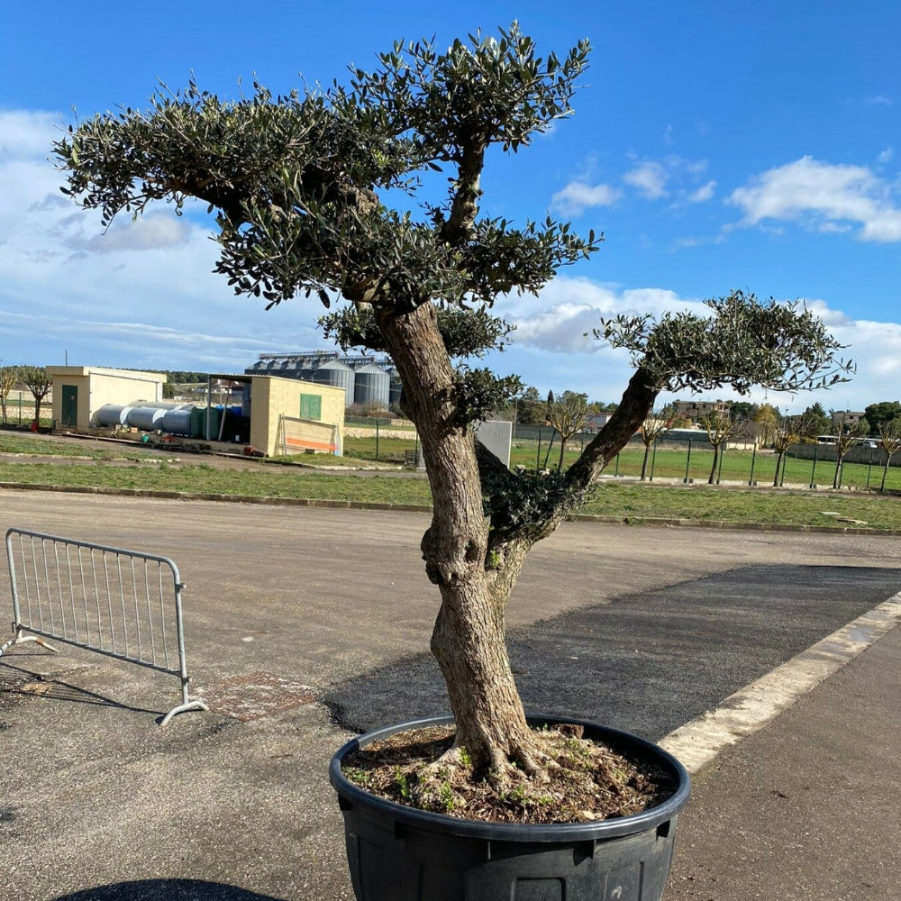 Albero di Ulivo Bonsai Secolari FOTO REALI ritiro in zona Altamura (BA)