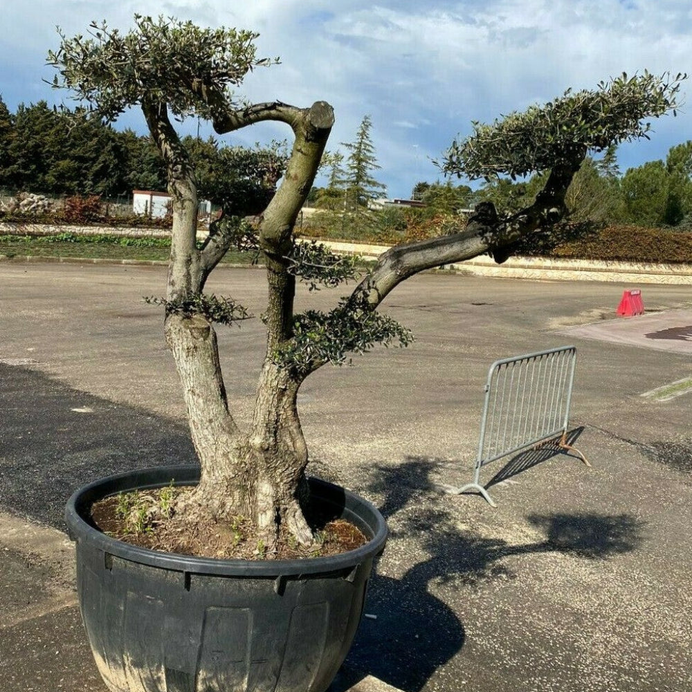 Albero di Ulivo Bonsai Secolari FOTO REALI ritiro in zona Altamura (BA)
