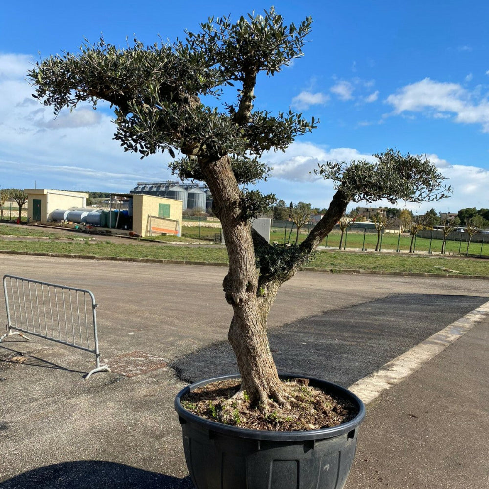 Albero di Ulivo Bonsai Secolari FOTO REALI ritiro in zona Altamura (BA)
