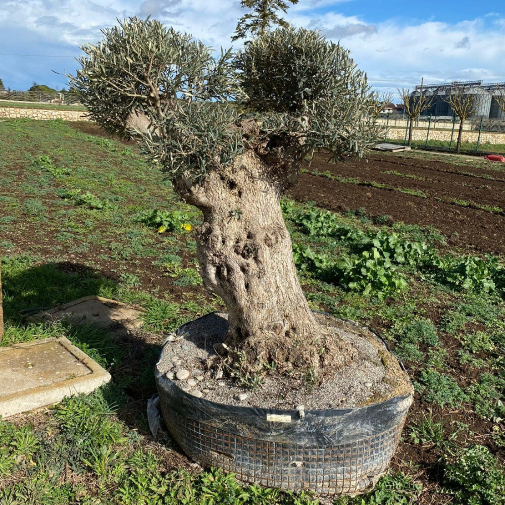 Albero di Ulivo  Secolare FOTO REALI ritiro in zona Altamura (BA)