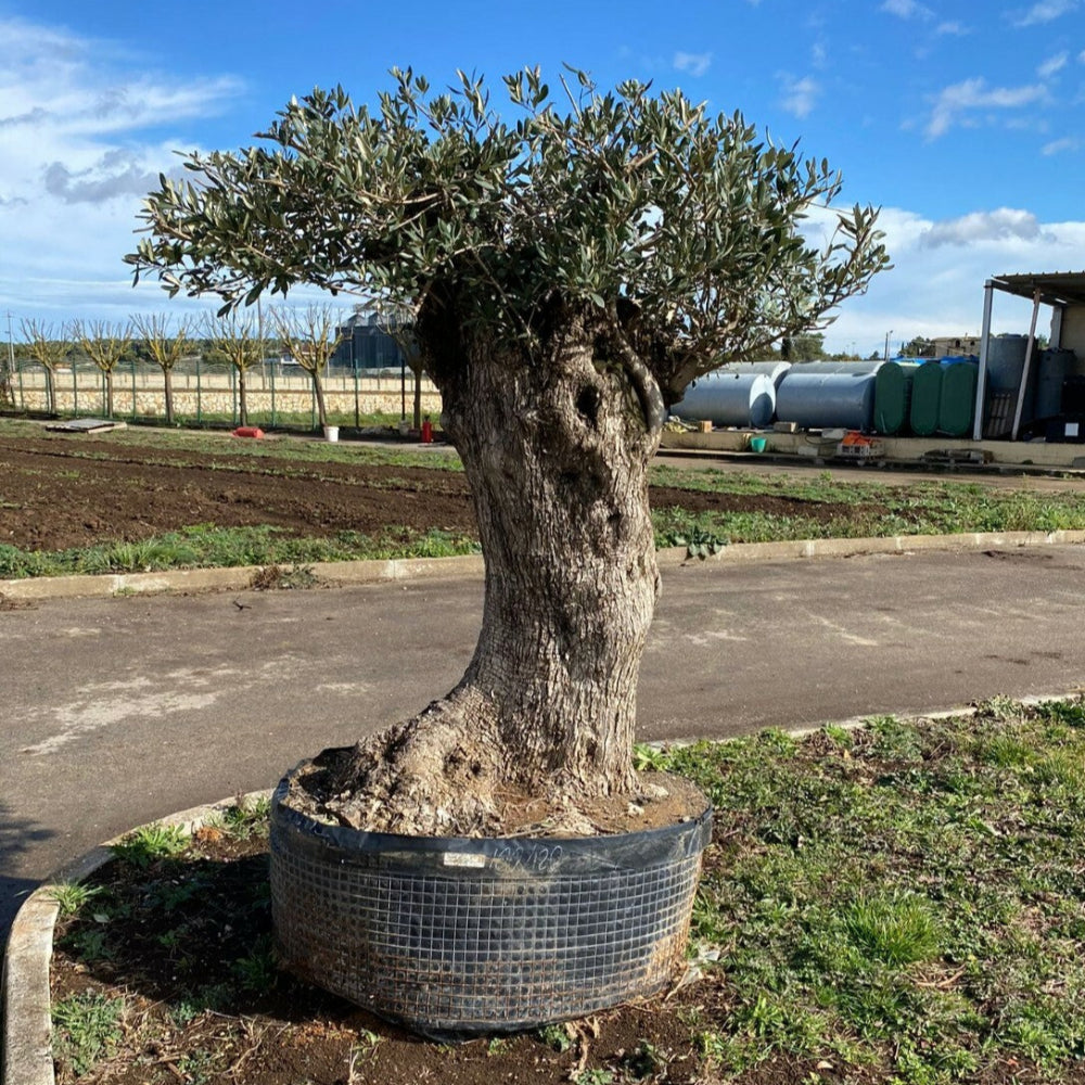 Albero di Ulivo  Secolare FOTO REALI ritiro in zona Altamura (BA)