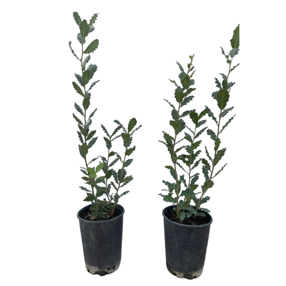 QUERCIA VALLONEA - Quercus Macrolepis