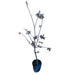 Carica immagine nel visualizzatore Galleria, ROVERE - Quercus Petraea