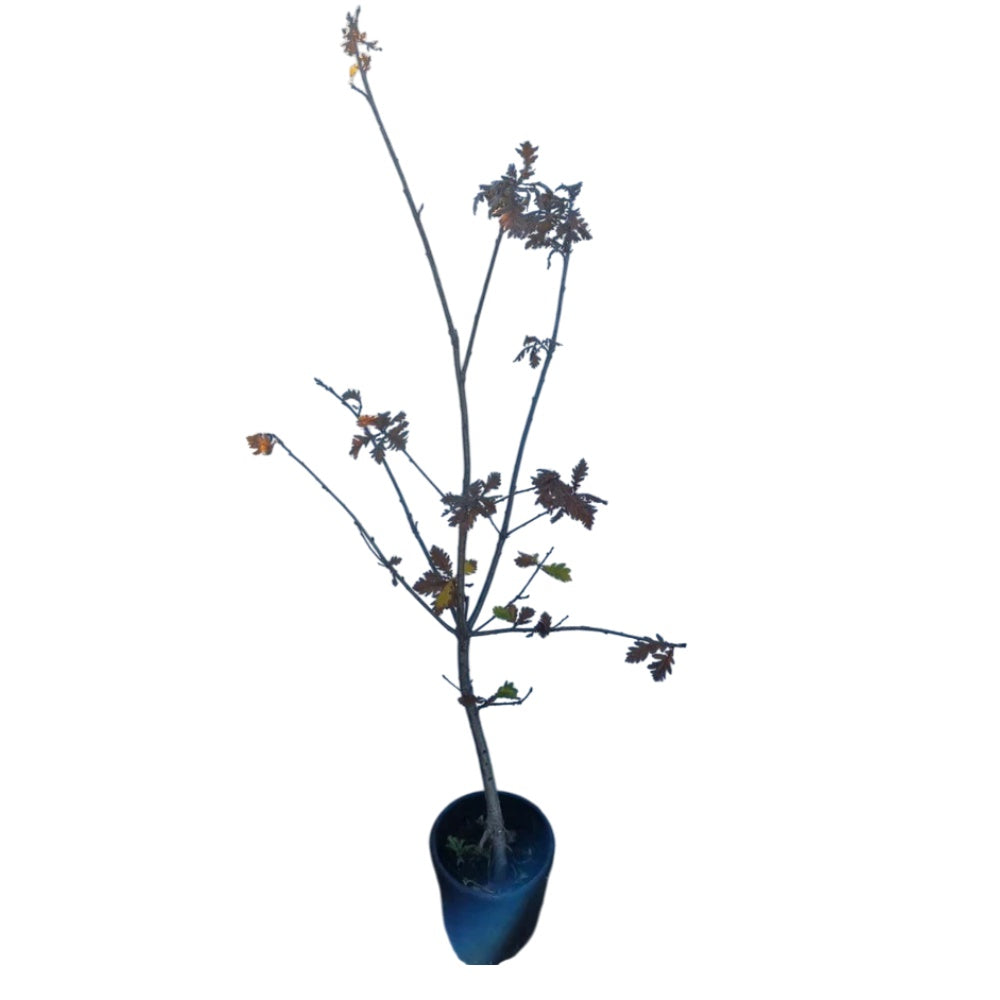 ROVERE - Quercus Petraea