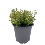 Carica immagine nel visualizzatore Galleria, TIMO LIMONE AUREO