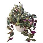 Carica immagine nel visualizzatore Galleria, TRADESCANTIA - Tradescantia spp.