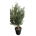 Carica immagine nel visualizzatore Galleria, ULIVO MULTITRONCO - Olea europaea