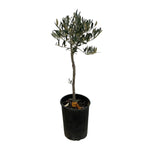 Carica immagine nel visualizzatore Galleria, ULIVO ORNAMENTALE AD ALBERELLO