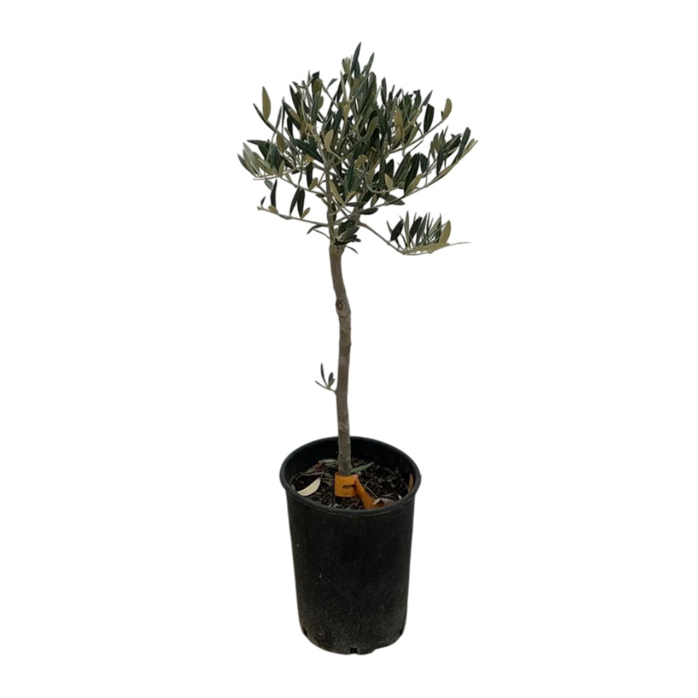 ULIVO ORNAMENTALE AD ALBERELLO