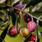 Carica immagine nel visualizzatore Galleria, ULIVO KORONEIKI - Olea Europaea Koroneiki - Ulivo da Olio