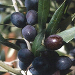 Carica immagine nel visualizzatore Galleria, ULIVO LECCINO - Olea Europaea Leccino - Ulivo da Olio