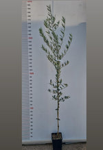 Carica immagine nel visualizzatore Galleria, PIANTA DI ULIVO LECCINO BIOLOGICO " CERTIFICATO " (foto reale) ALTEZZ 150/170 CM