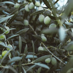 Carica immagine nel visualizzatore Galleria, ULIVO MELA - Olea Europaea Mela - Ulivo Dolce