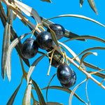 Carica immagine nel visualizzatore Galleria, ULIVO PASOLA DI ANDRIA - Olea Europaea Pasola di Andria - Ulivo Dolce