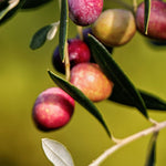 Carica immagine nel visualizzatore Galleria, ULIVO TERMITE DI BITETTO - Olea Europaea Termite di Bitetto - Ulivo Dolce