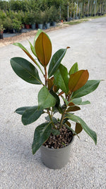 Carica immagine nel visualizzatore Galleria, MAGNOLIA GRANDIFLORA v.22 h.40-50cm