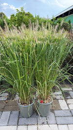 Carica immagine nel visualizzatore Galleria, PENNISETUM ‘RED HEAD’ V.19
