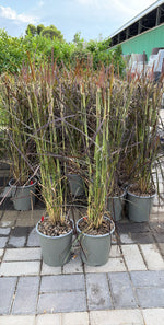 Carica immagine nel visualizzatore Galleria, PENNISETUM × ADRVENA V.19