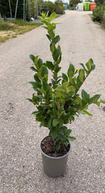Carica immagine nel visualizzatore Galleria, LIGUSTRUM JAPONICUM ‘TEXANUM’ V.19