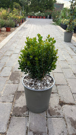 Carica immagine nel visualizzatore Galleria, BUXUS ‘NEW JEN FREEDOM’ V.19
