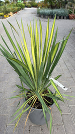 Carica immagine nel visualizzatore Galleria, YUCCA FLACCIDA V.27