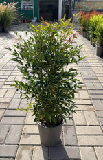 Carica immagine nel visualizzatore Galleria, NANDINA DOMESTICA V.19