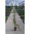 3 PIANTE DI BACCHE DI GOJI in vaso cm 15