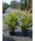 2 PIANTE DI BUXUS BOSSO FAULKNER in vaso cm 17