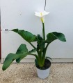 PIANTA DI ZANTEDESCHIA ETHIOPICA CALLA FIORE BIANCO in vaso