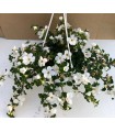 4 PIANTE DI BACOPA SUTERA CORDATA IN VASO COLORI ASSORTITI cm14