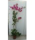 PIANTA DI BOUGAINVILLEA SANDERIANA in vaso cm 24