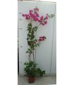 PIANTA DI BOUGAINVILLEA SANDERIANA in vaso cm 24