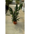 PIANTA DI STRELITZIA in vaso cm 20