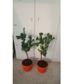 PIANTA ALBERO DI CHINOTTO  cytrus myrtifolia CON FRUTTI vaso cm 20