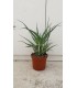 PIANTA DI ALOE ARBORESCENS  COLTIVATE CON CONCIMI BIO in vaso cm 21