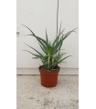 PIANTA DI ALOE ARBORESCENS  COLTIVATE CON CONCIMI BIO in vaso cm 21