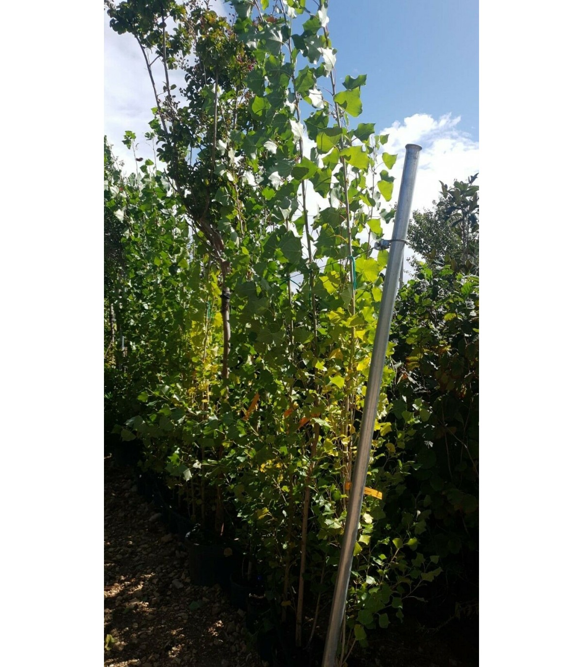 ALBERO DI PIOPPO POPULUS NIGRA SAN in vaso cm 24