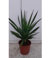 PIANTA DI DRACAENA DRACO in vaso cm 24