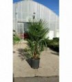 PIANTA DI CHAMAEROPS HUMILIS PALMA NANA IN VASO cm 50