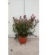 PIANTA DI PHOTINIA X FRASERI NANA IN VASO CM 24